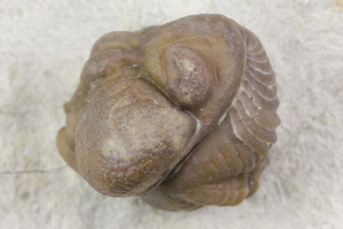 Detailed, Enrolled Kainops Trilobite - Black Cat Mountain, Oklahoma #142083